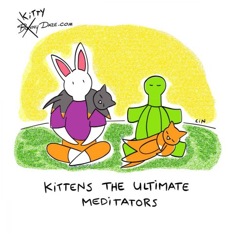Kittens the ultimate meditators